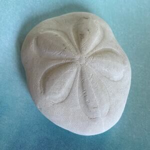 Natural Sand Dollar Large Beach Shell Coastal Decor 5.5”
